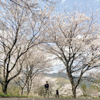 桜と稲