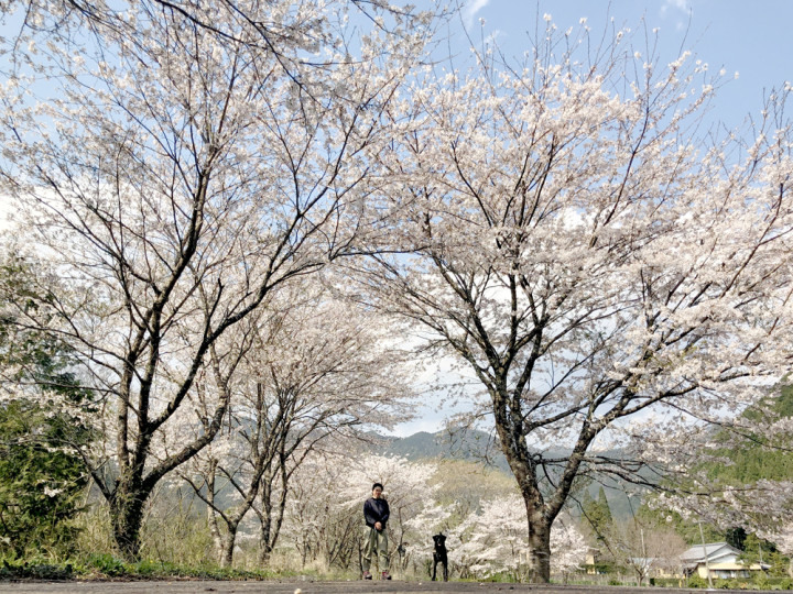 桜と稲